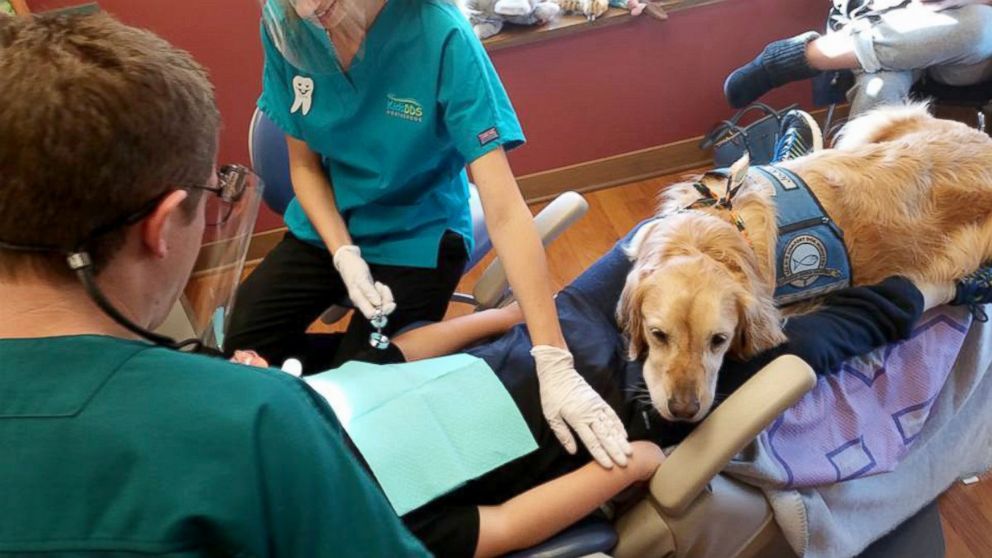 office therapy dog