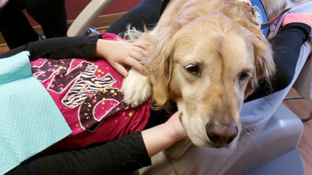 PHOTO: Six-year-old Golden Retriever Jo Jo comforts anxious kids during their dentist appointments at the Pediatric Dentistry of Northbrook in Northbrook, Ill.