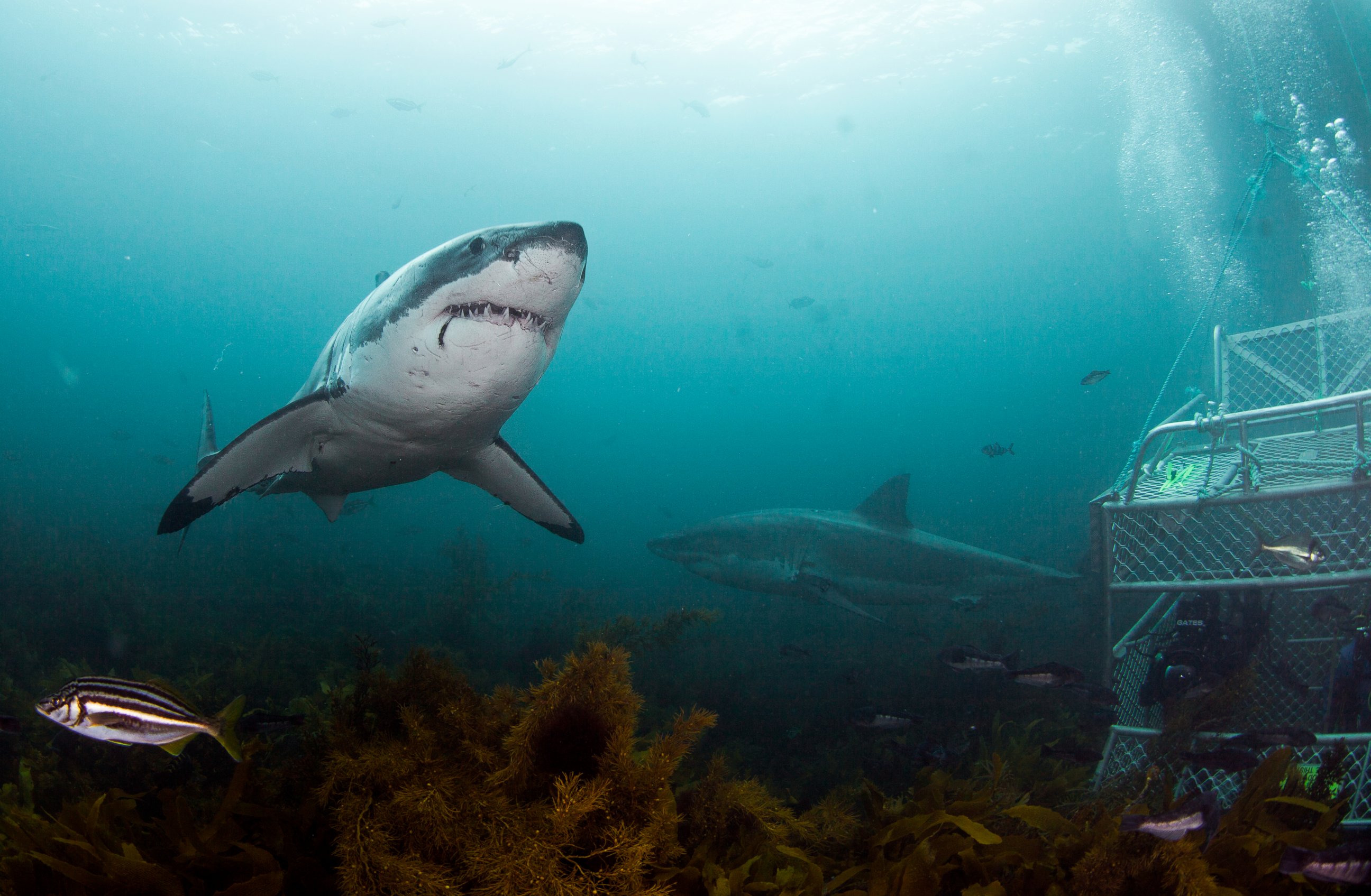 PHOTO: The first "Shark Week" aired on the Discovery Channel in 1988.