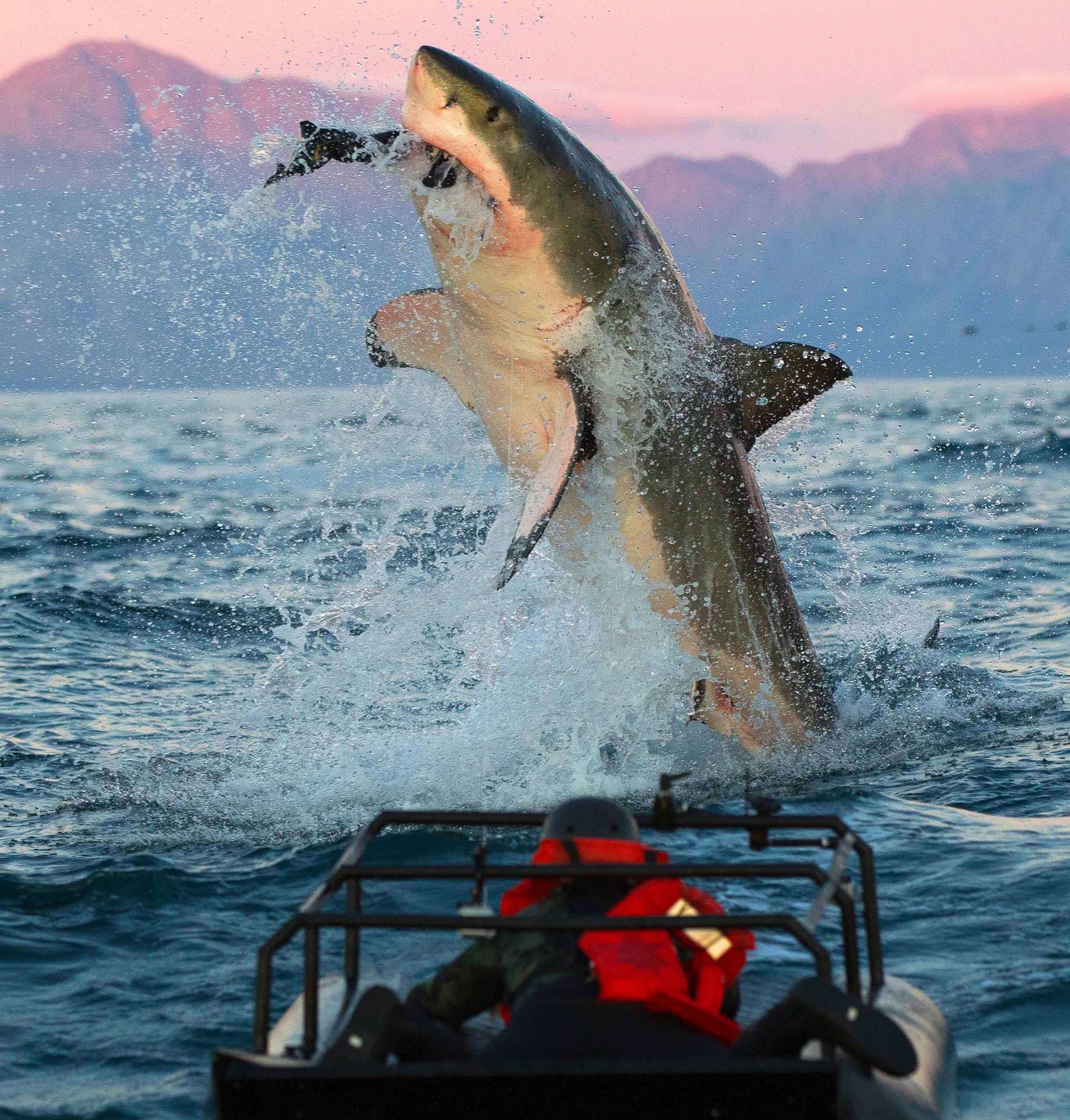 PHOTO: 30 million viewers watched "Shark Week" in 2013, making it the biggest audience yet.