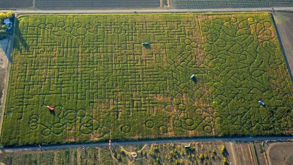 World's largest corn clearance maze