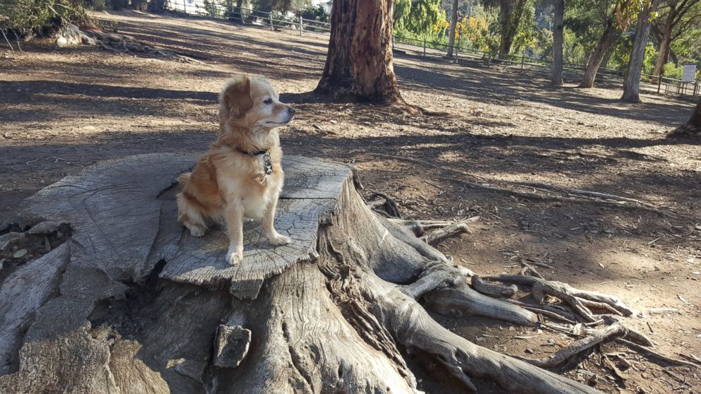 PHOTO: Drew Smith nearly passed on adopting Carl, the little rescue dog who ended up saving his life.