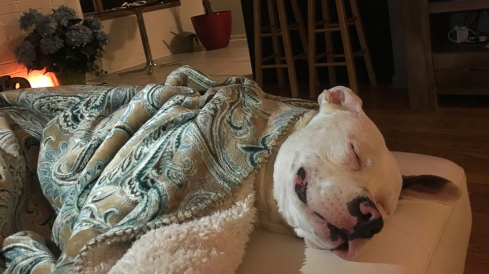 PHOTO: "Diggy the American Bulldog mix has become an internet sensation after he was photographed smiling with his new adoptive family."
