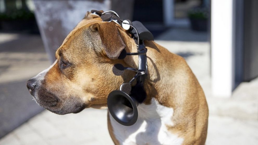 Device Aims to Translate Dog Thoughts Into Words