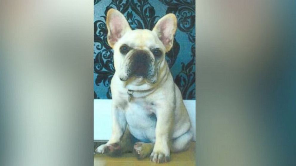 A French bulldog named Major Ralph was recently reunited with his family, over eight months after he was stolen during an alleged residential burglary, according to the Los Angles Police Department. 