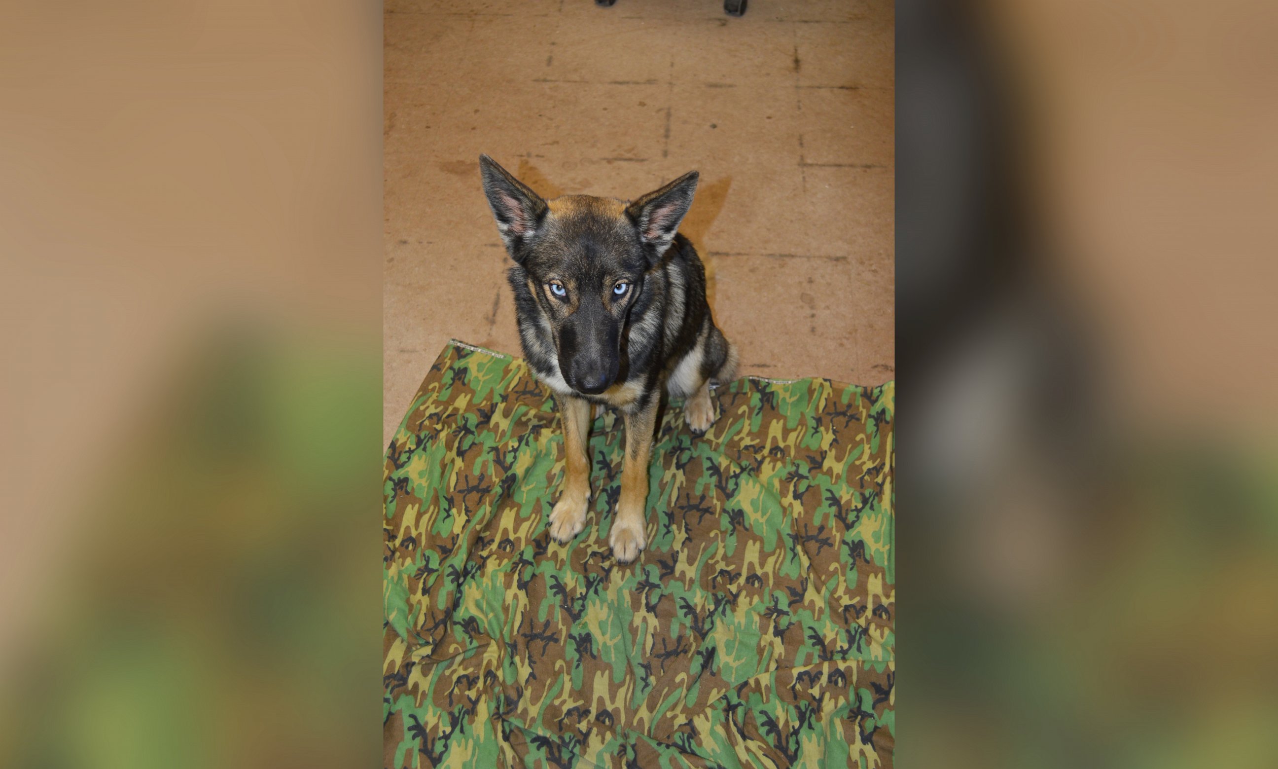 PHOTO: Luna, a 1-year-old German Shepard, had been missing for five weeks after falling off a fishing boat in the Pacific Ocean, when U.S. Navy staff found her at the Naval Auxiliary Landing Field San Clemente Island in California, March 15, 2016. 