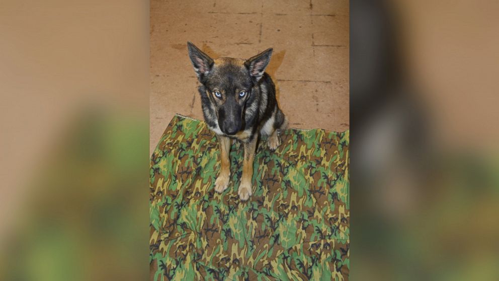 PHOTO: Luna, a 1-year-old German Shepard, had been missing for five weeks after falling off a fishing boat in the Pacific Ocean, when U.S. Navy staff found her at the Naval Auxiliary Landing Field San Clemente Island in California, March 15, 2016. 