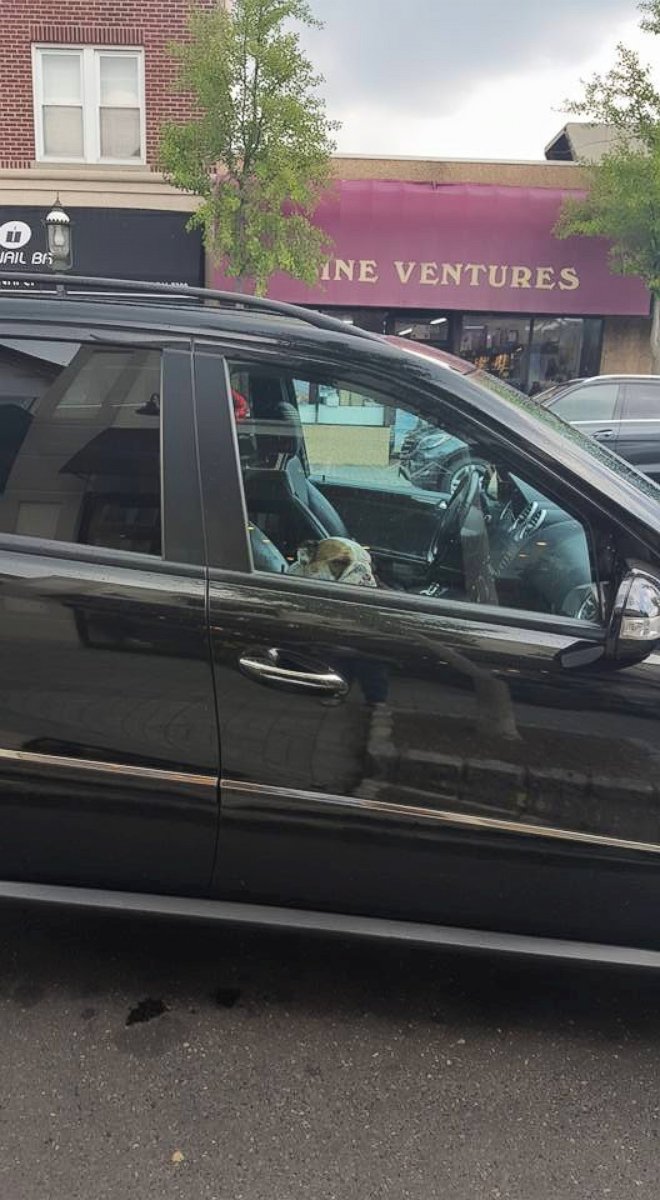 PHOTO: Police helped rescue a bulldog left in a hot car, July 27, 2015, in Tenafly, N.J.