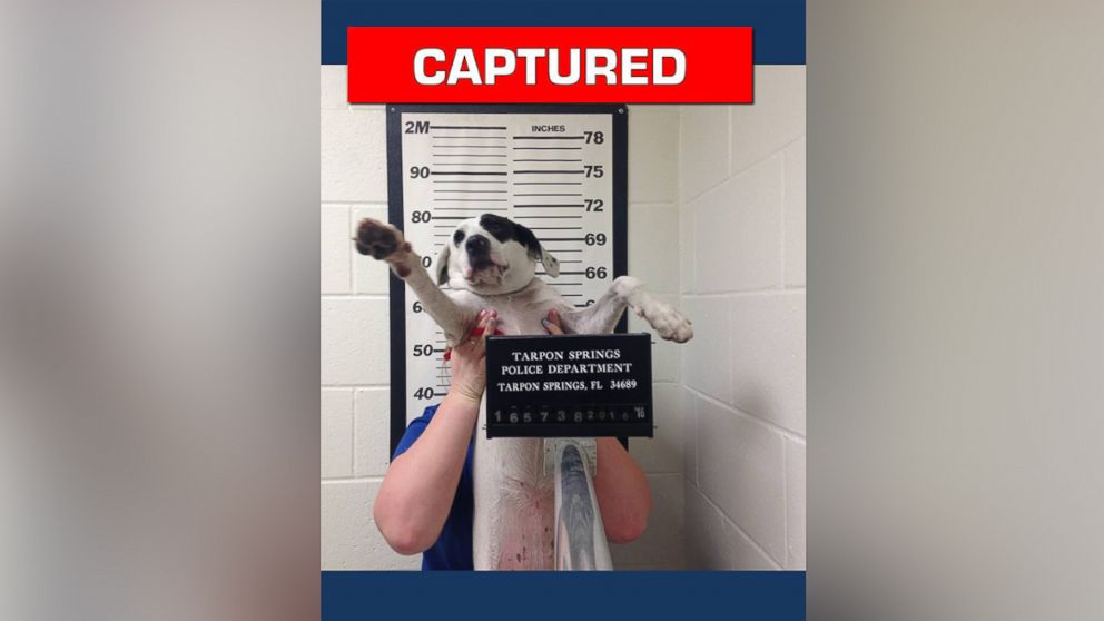 A pup named Willow had her mugshot taken after she was turned into the Tarpon Springs Police Department in Florida without tags. 