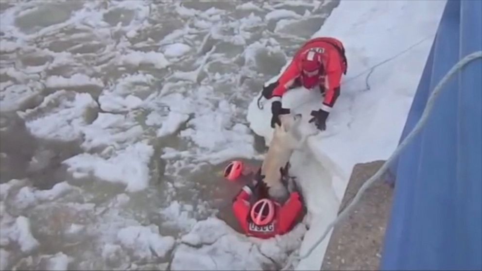 PHOTO: This still is taken from a video showing a Coast Guard ice rescue crew saving a Labrador, who was in the middle of an icy lake connected to Lake Michigan. 