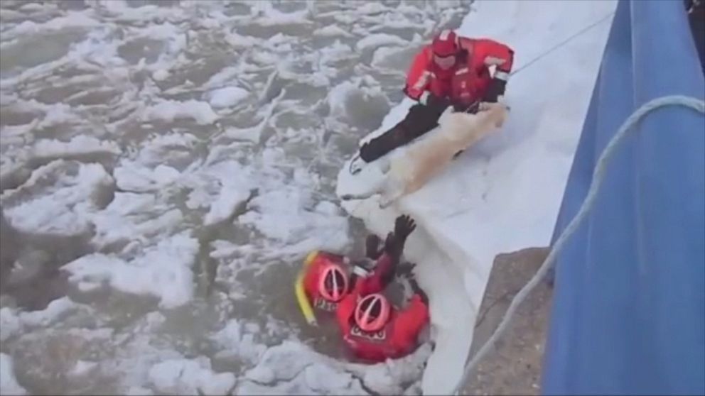 PHOTO: This still is taken from a video showing a Coast Guard ice rescue crew saving a Labrador, who was in the middle of an icy lake connected to Lake Michigan. 