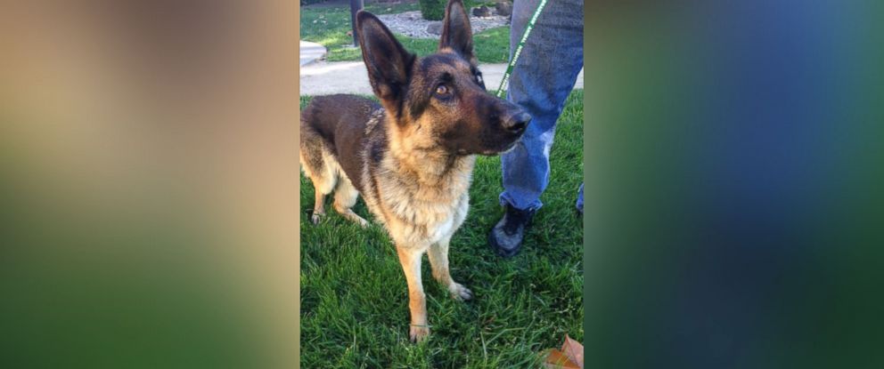 PHOTO: A German Shepherd was rescued from a median on Highway 99 in Galt, Calif., May 14, 2016, over five weeks after someone reported seeing it fall off a pickup truck, according to the Galt Police Department. 