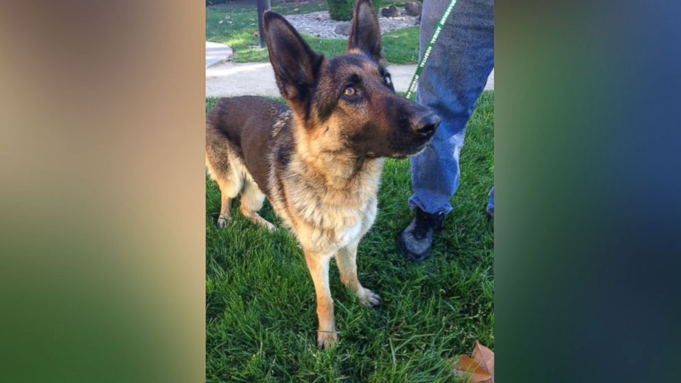 PHOTO: A German Shepherd was rescued from a median on Highway 99 in Galt, Calif., May 14, 2016, over five weeks after someone reported seeing it fall off a pickup truck, according to the Galt Police Department. 