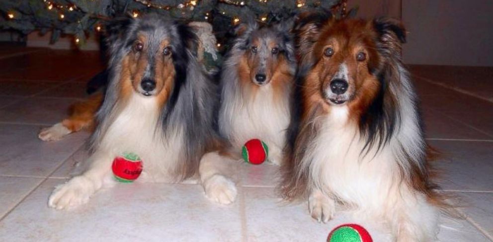 Dog Missing For 6 Years Found And Reunited With Family In Las