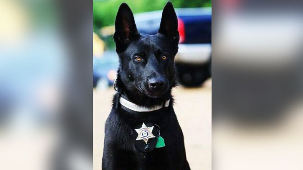 PHOTO: Deputy Todd Frazier of the Hancock County Sheriff's Department in Mississippi with his K-9, Lucas, a black Belgian Malinois, in an updated photo. Lucas saved Frazier on Monday when the deputy was ambushed by three men in a remote location.