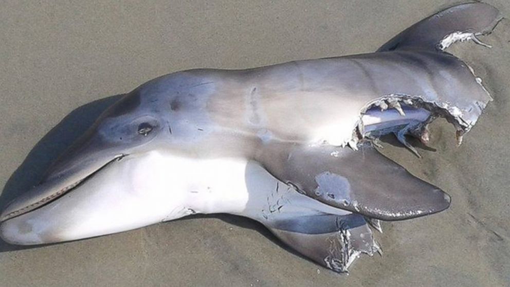 A half-eaten dolphin carcass washed up on the beach in Wildwood, N.J.,  June 13, 2015.