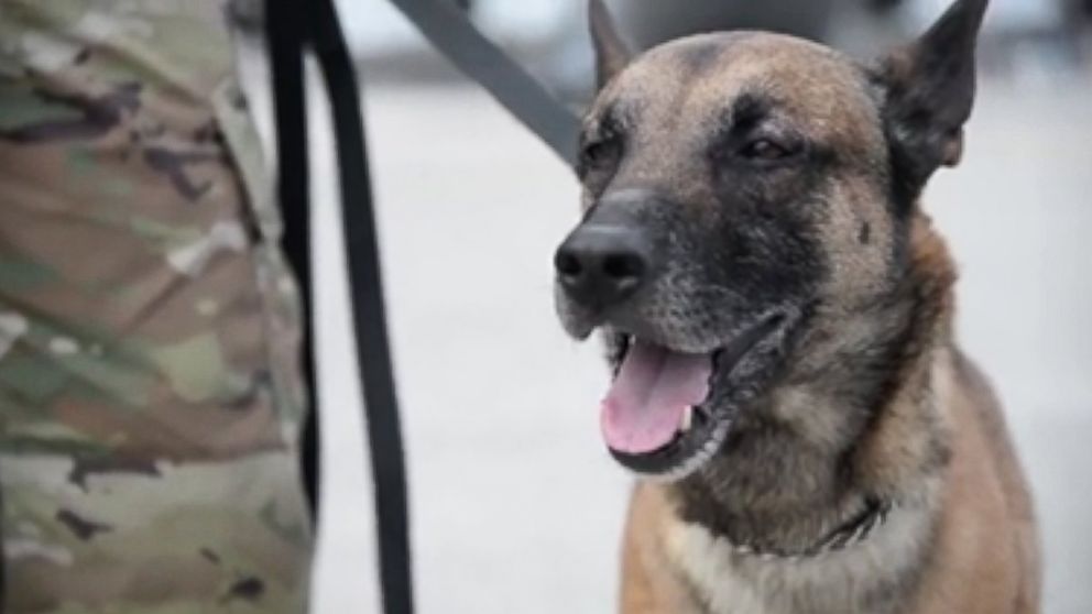 PHOTO: U.S. Army dog Rocky prepares to fly out of Ramstein Air Base in Germany, March 24, 2016.