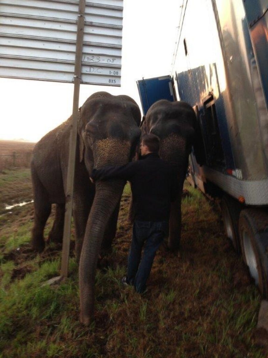PHOTO: Two elephants kept a stranded 18-wheeler from overturning after it became stranded on on Interstate 49 in Natchitoches Parish, Louisiana, Tuesday, March 24, 2015.
