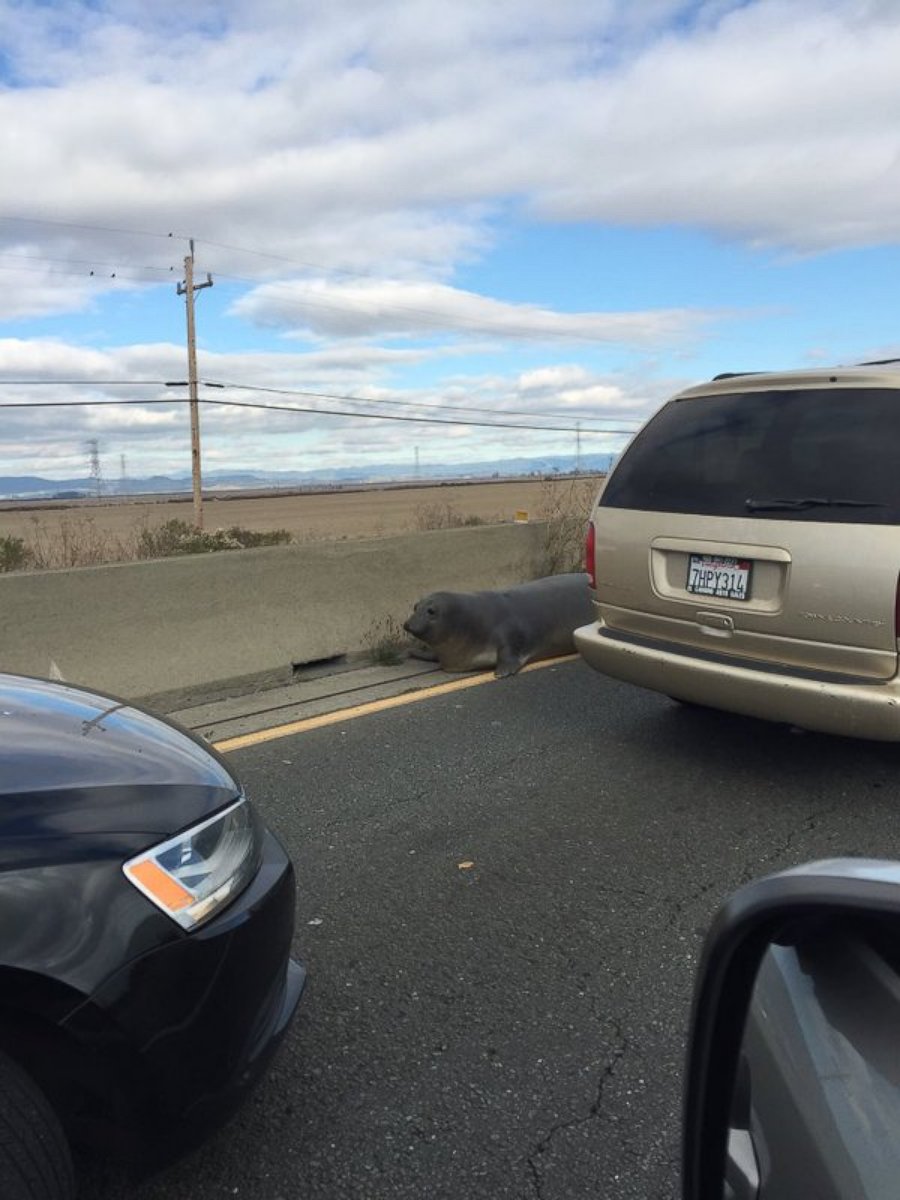 PHOTO: The California Highway Patrol tried to help save a 500-pound elephant seal causing traffic on SR 37E/SR 121 in northern California on Dec. 28, 2015. 