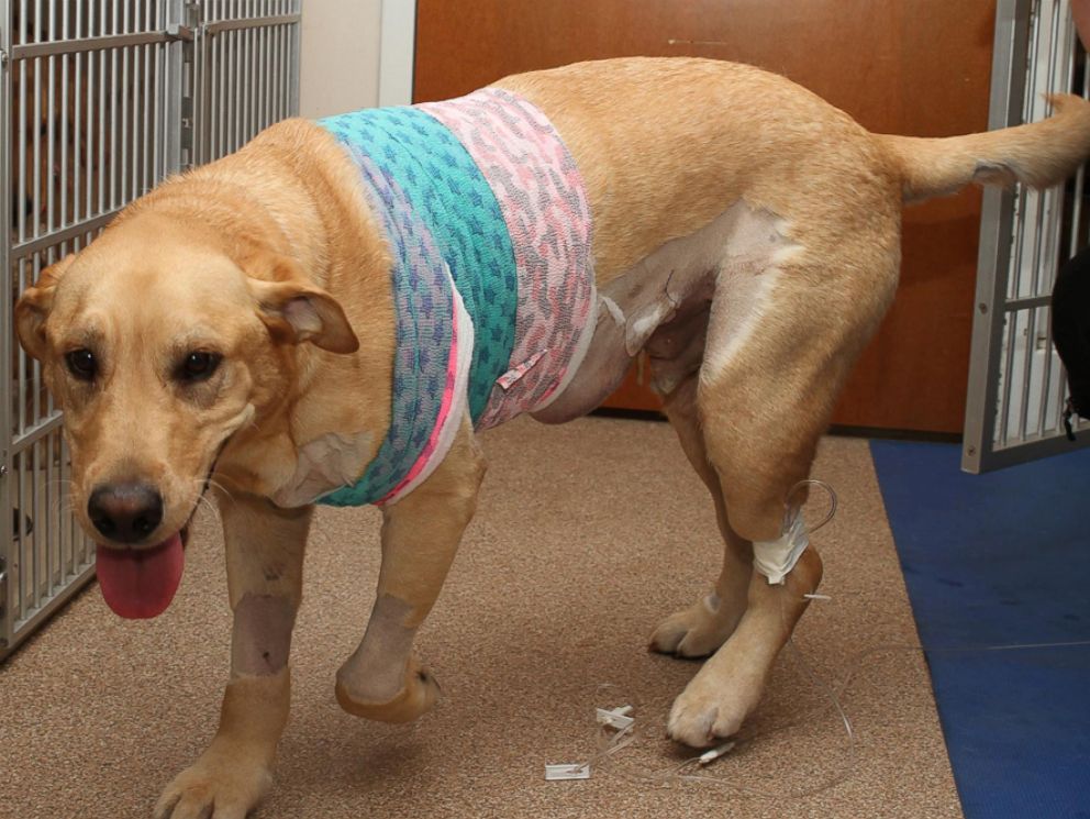 PHOTO: Yellow Labrador Retriever Espen, pictured here, survived being impaled by a 63-inch steel rod on Nov. 2, 2015, according to the Hope Advanced Veterinary Center. 