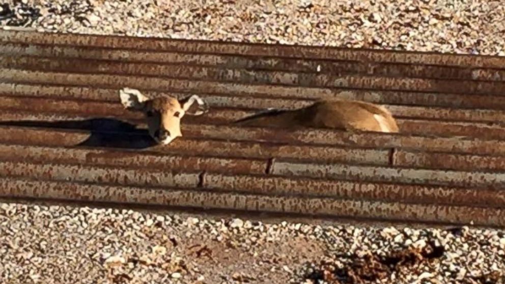 Cody Hawk freed a fawn who got herself caught in cattle guards in Garfield County, Oklahoma. 