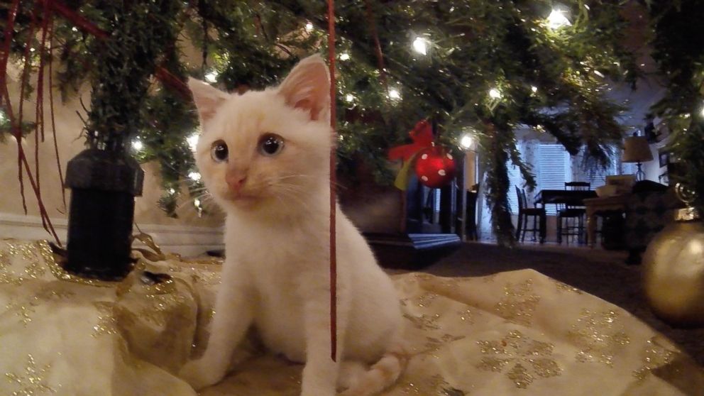 PHOTO: A Utah family was on a Thanksgiving vacation when they found a frozen kitten in the snow and revived it.