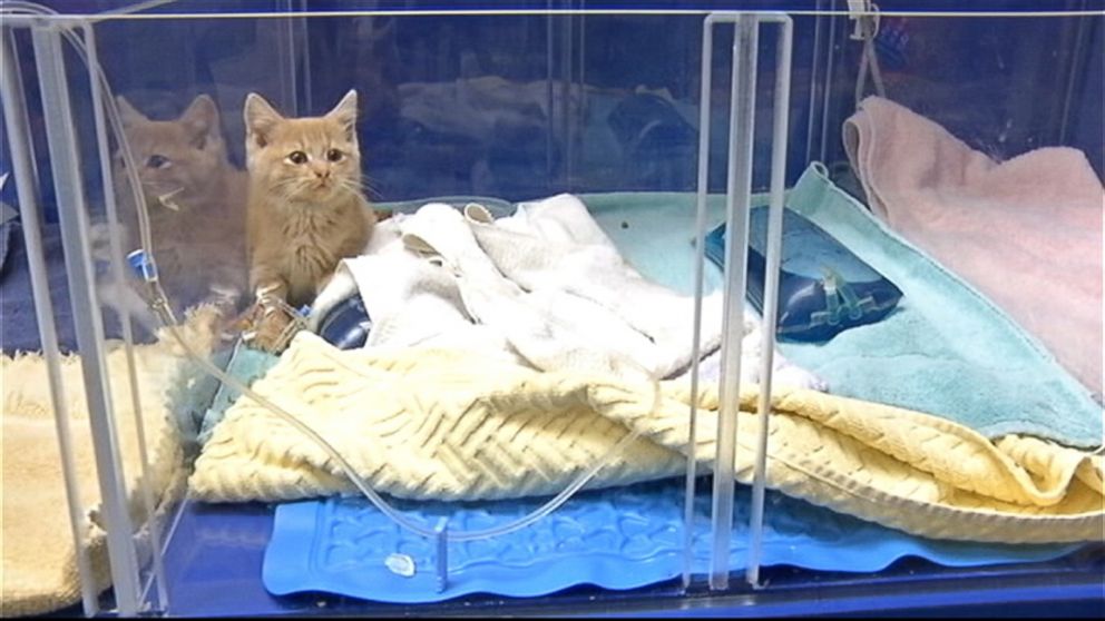 PHOTO: Veterinarian staff members wrapped the kitten in heating pads and injected her with warm IV fluids in an effort to raise its temperature which was below 90 degrees and would not register on a thermometer.