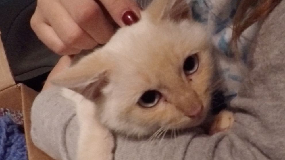 PHOTO: A Utah family was on a Thanksgiving vacation when they found a frozen kitten in the snow and revived it.