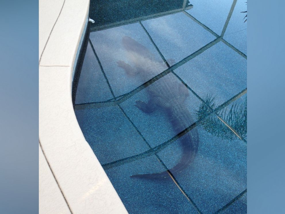 PHOTO: Lakeland resident Craig Lear found a 9-foot alligator submerged in his swimming pool, March 1, 2016. 