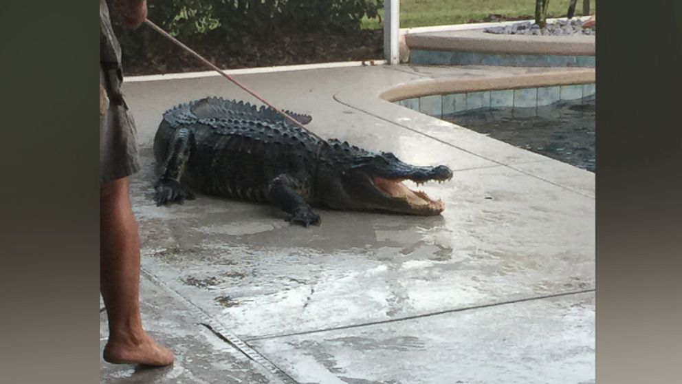 PHOTO: Alligator trapper Scot Barbon had to lasso the 9-foot alligator out of the Lear family's pool, March 1, 2015.