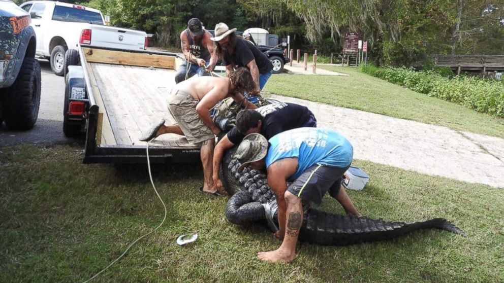 PHOTO: A 13-foot-8-inch, 900-pound alligator that was caught from the Champion Lake at Trinity River National Wildlife Refuge in Texas on Oct. 12, 2016, and is the largest gator to have ever been caught alive in the state's history.
