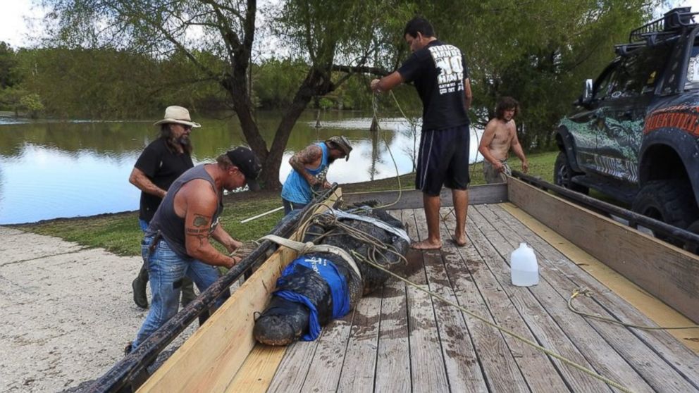 PHOTO: A 13-foot-8-inch, 900-pound alligator that was caught from the Champion Lake at Trinity River National Wildlife Refuge in Texas on Oct. 12, 2016, and is the largest gator to have ever been caught alive in the state's history.
