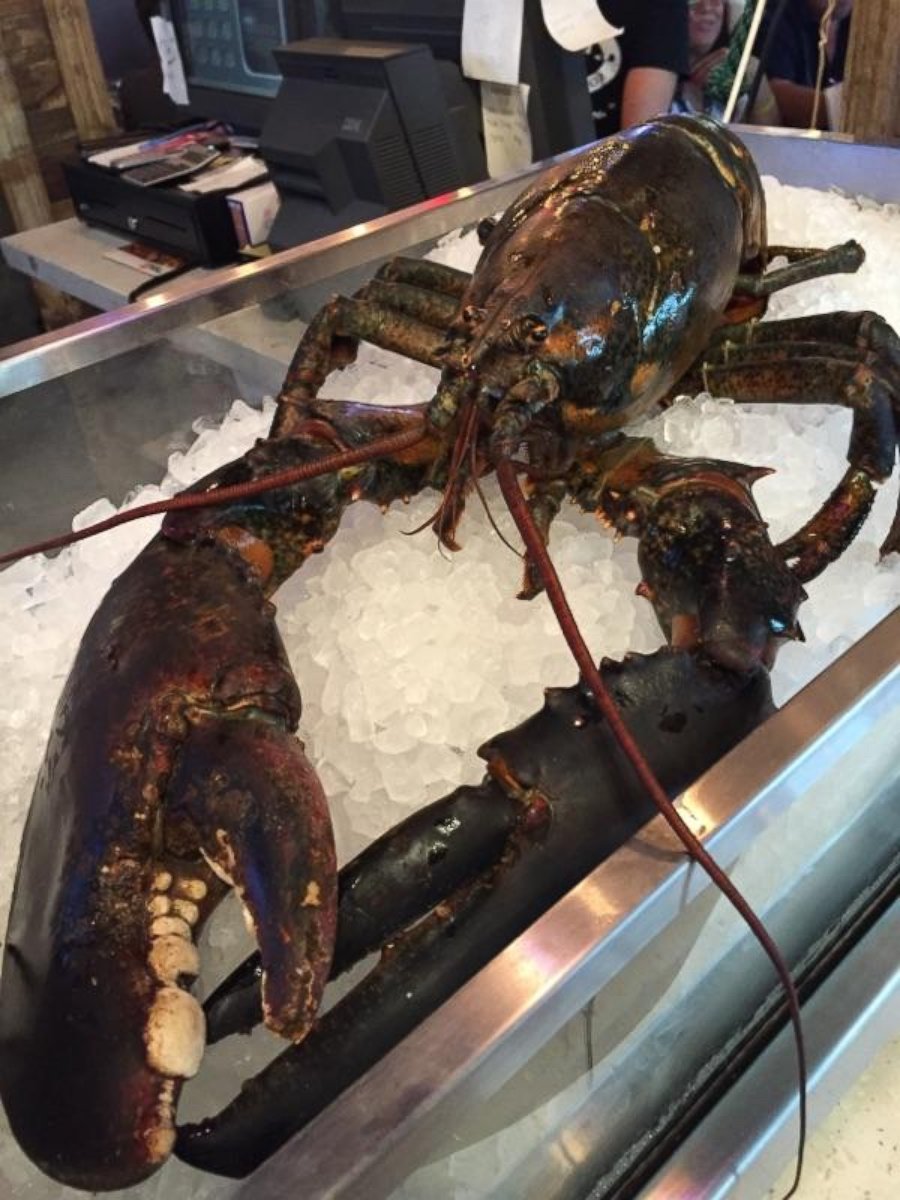 A 15-pound lobster, estimated by a marine scientist to be between 60 and 80 years old, narrowly escaped becoming someone's dinner at a restaurant in Sunrise, Florida, after a group of locals said they bought the lobster and shipped it off to Maine. 