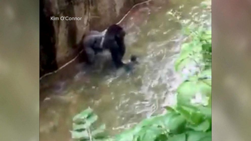 Baby gorilla shows off his bouffant hair-do in Virunga National