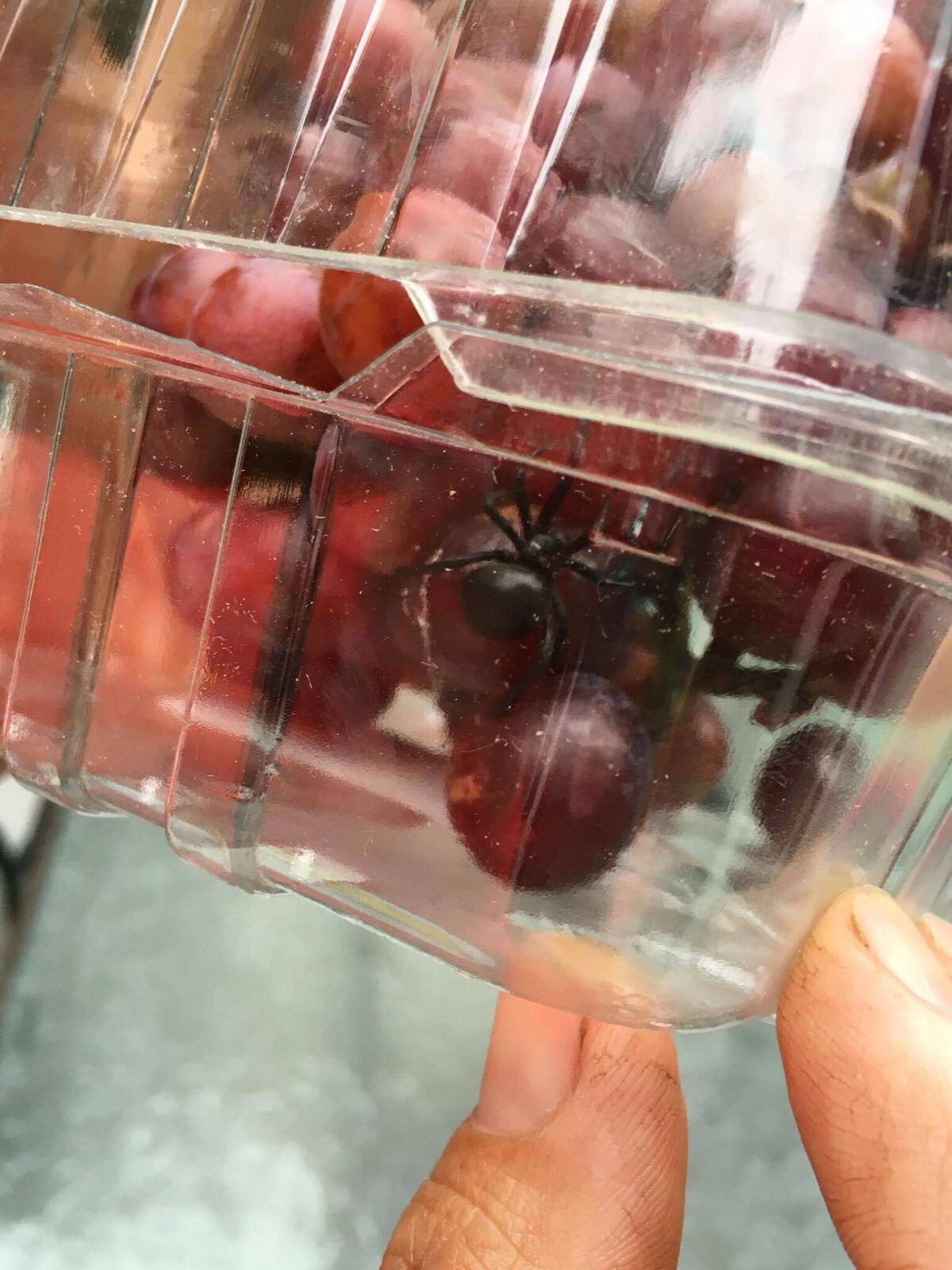 PHOTO: A family from Fremont, New Hampshire, said they found a spider they believed to be a black widow inside a container of organic grapes they said they bought from a local grocery store on July 10, 2016. 