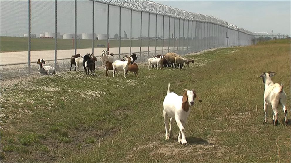 PHOTO: Animals including goats, sheep and llamas have taken over some of the landscaping duties at O'Hare International Airport in Chicago. 