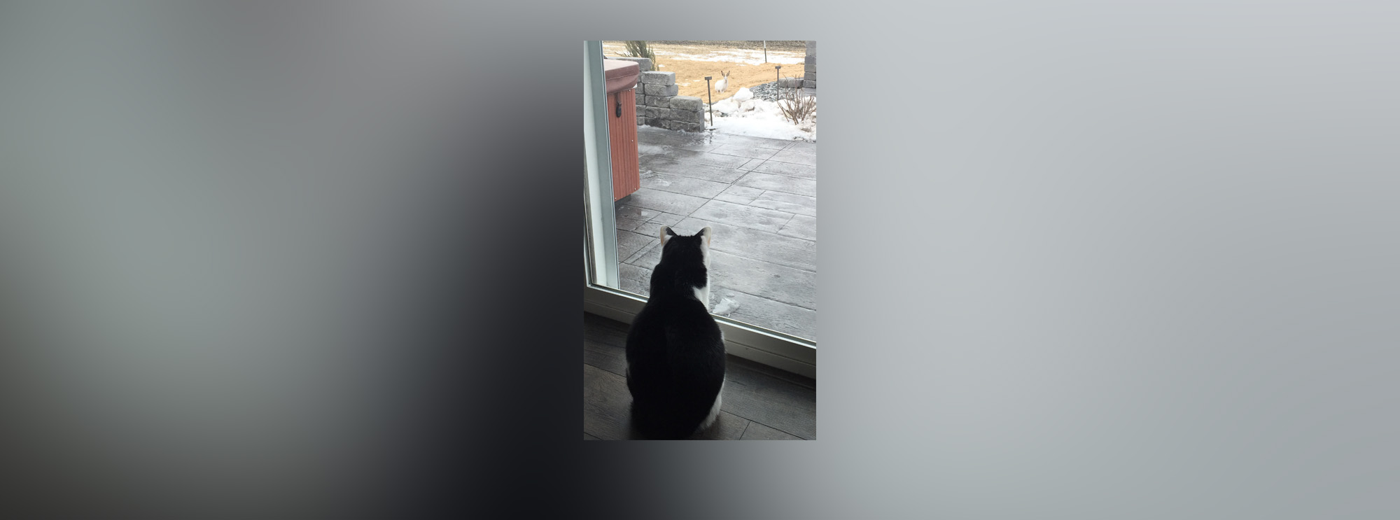 PHOTO: Kayla Straabe's cat stares at a jackrabbit in Straabe's yard.