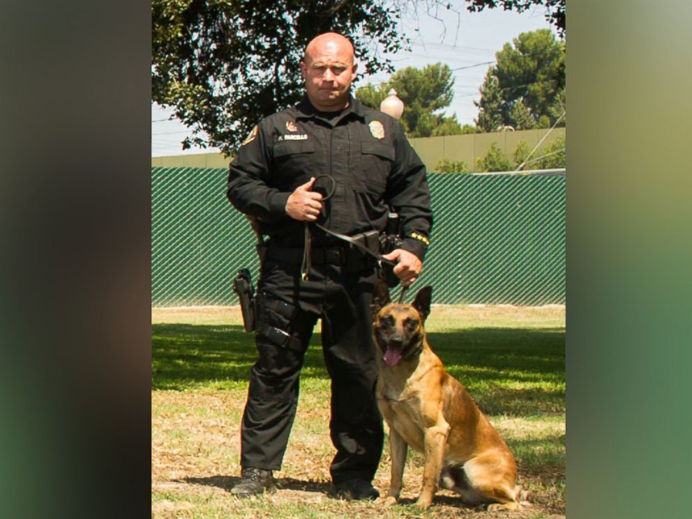 PHOTO: The fallen K-9 officer, Credo, is seen here in a photo that was posted to the Long Beach Police Department's Twitter page, June 28, 2016.