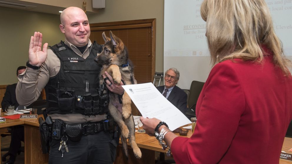 Tyson, a K-9 pup is sworn in along with Cleveland Metroparks Ranger Trevor Poole, Jan. 27, 2016, at the Cleveland Metroparks Administration building, in Cleveland.
