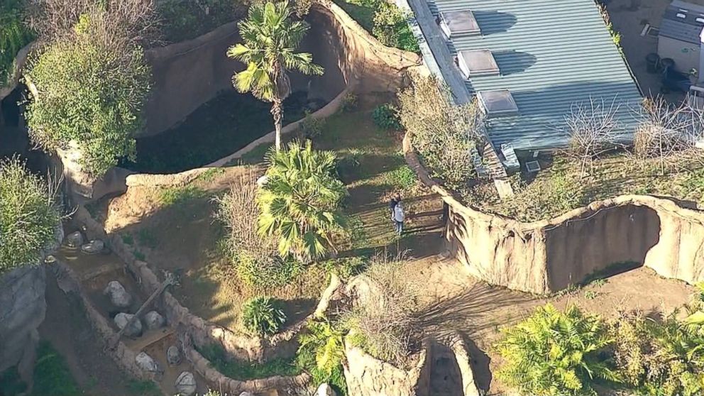 PHOTO: An employee at the Los Angeles Zoo was rescued after falling into the gorilla enclosure, Jan. 21, 2016, fire officials said.