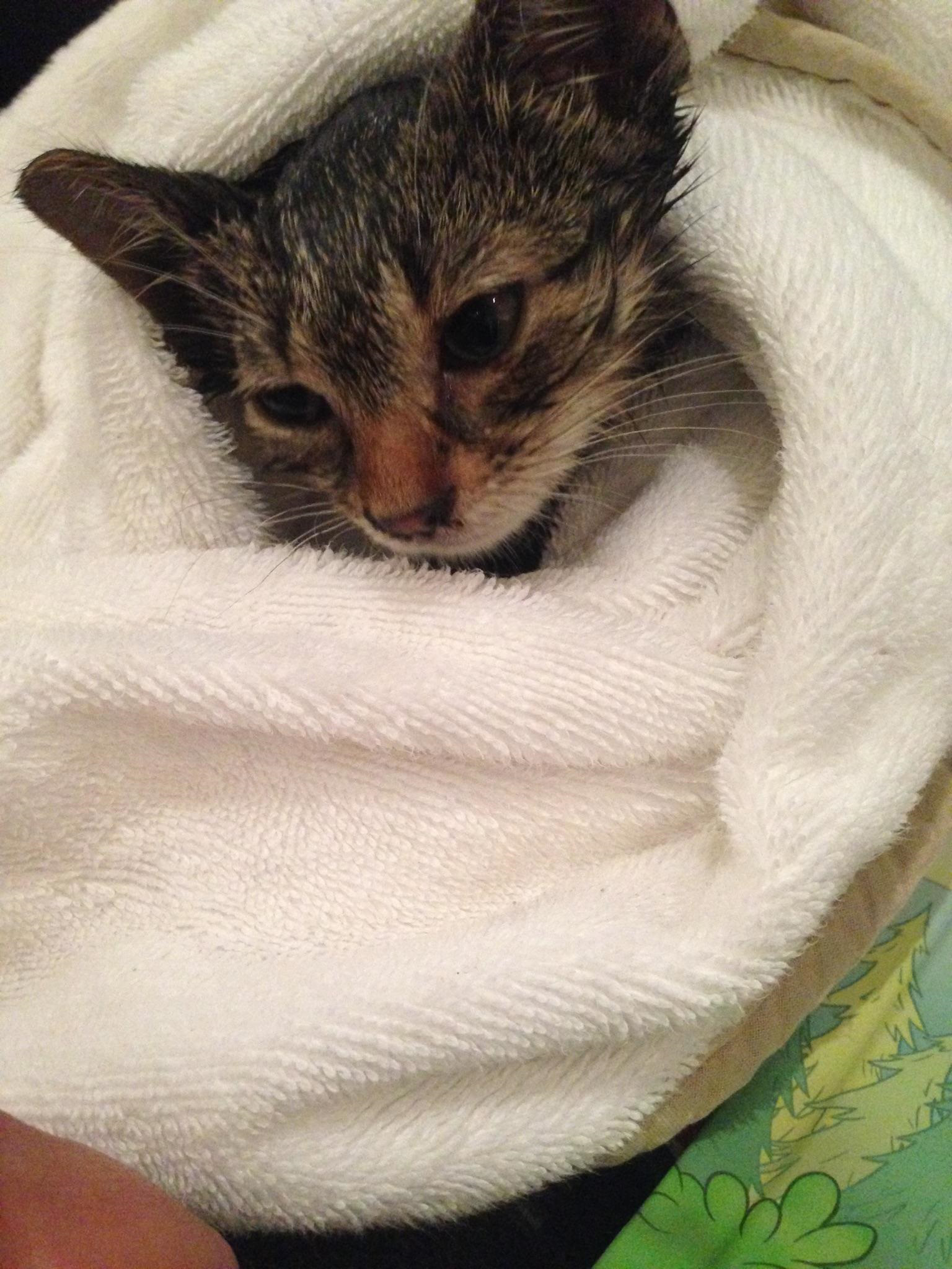 PHOTO: The New York Police Department posted this photo after one of its officers saved a kitten from an engine block.