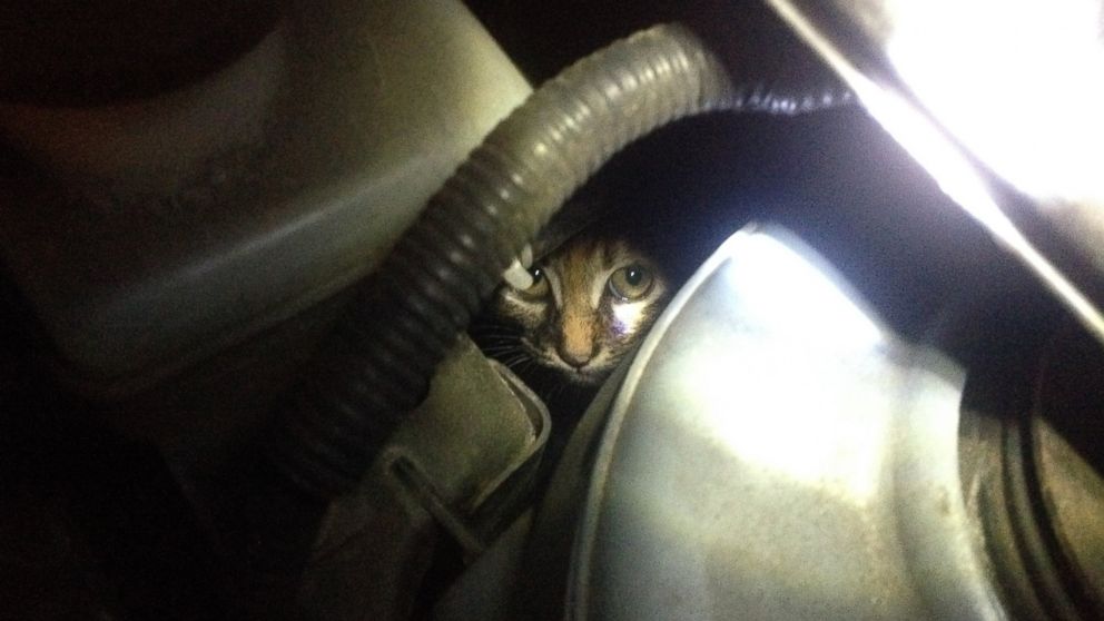 PHOTO: Jacksonville, Florida resident Lilian Stewart said she found a kitten under the hood of her car on Dec. 17, 2015.
