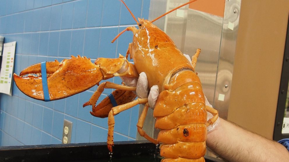 Florida community works together to save a rare Lobster found in Publix.