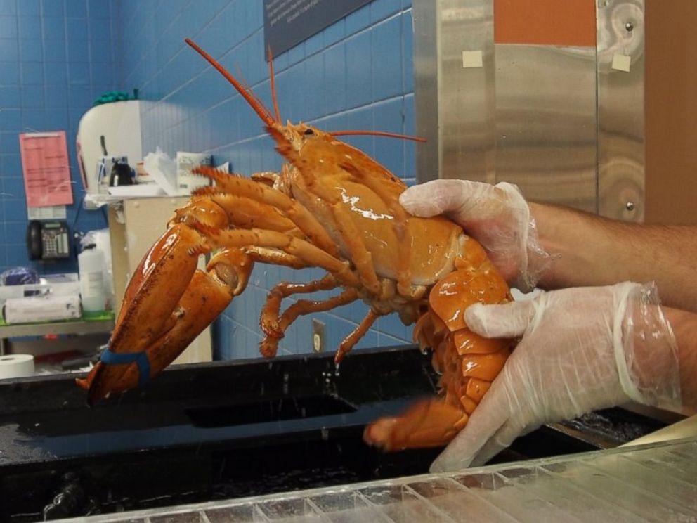 PHOTO: Florida community works together to save a rare Lobster found in Publix.