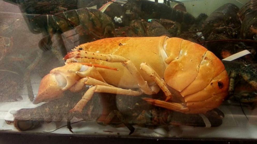 PHOTO: Florida community works together to save a rare Lobster found in Publix.