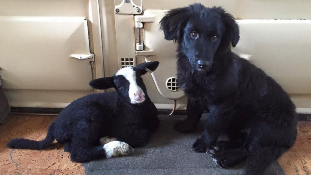 Little Dorrit the lamb and her best friend Bear the dog are pictured together here in their home in southeast Ireland. 