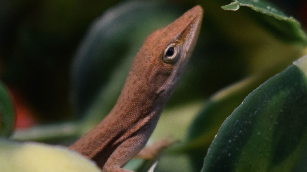 A lizard found in a kindergarten student's homemade salad on Jan. 19, 2016 has become a "class mascot" for a science lab at Riverside Elementary School in Princeton, N.J. 