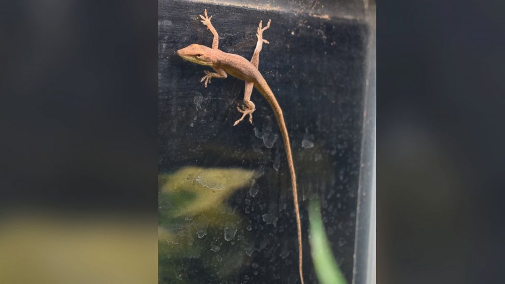 PHOTO: A lizard found in a kindergarten student's homemade salad on Jan. 19, 2016 has become a "class mascot" for a science lab at Riverside Elementary School in Princeton, N.J. 