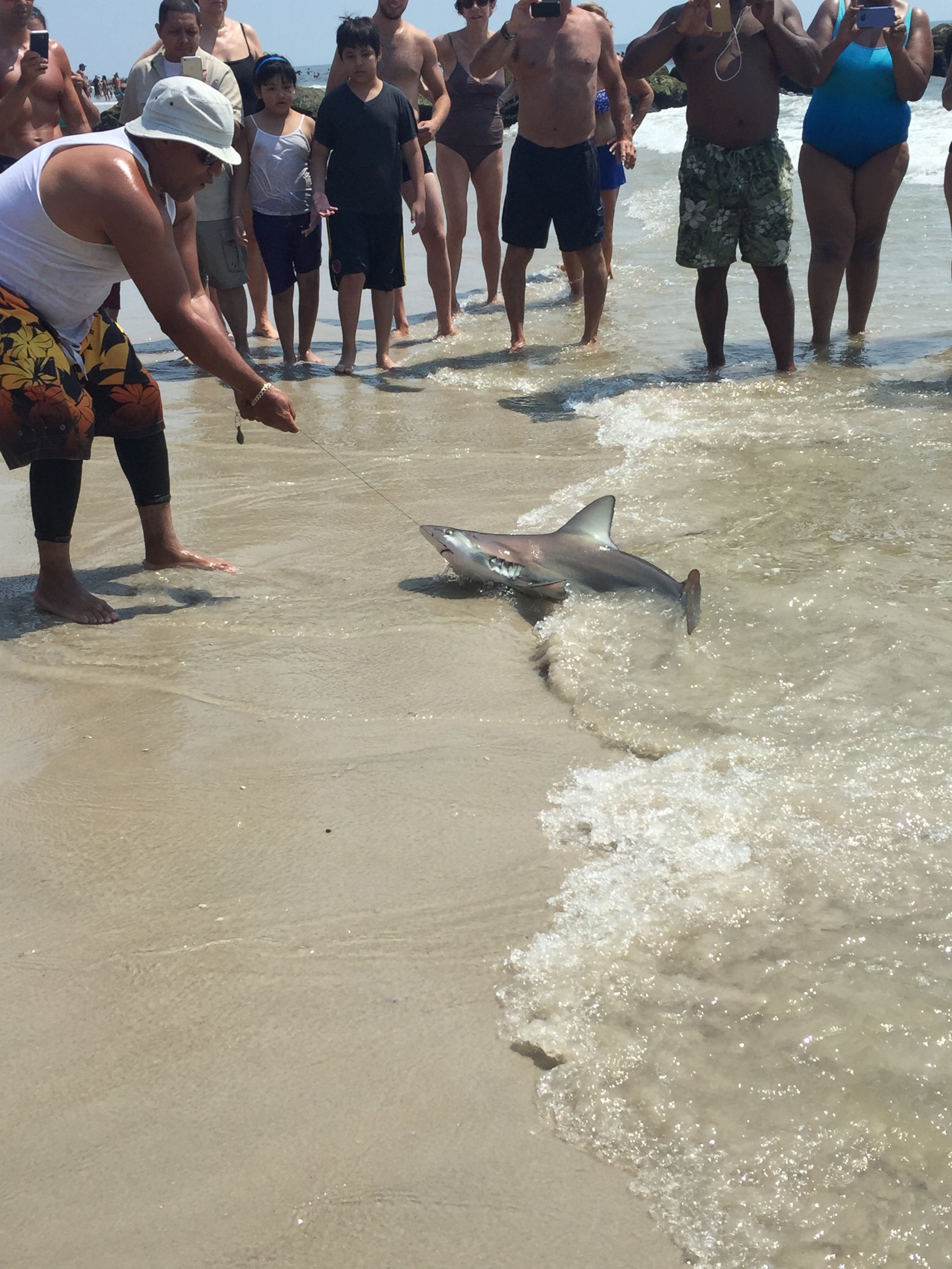 PHOTO: A woman was at Long Beach in New York when she saw a man hook several sharks on Aug. 16, 2015.