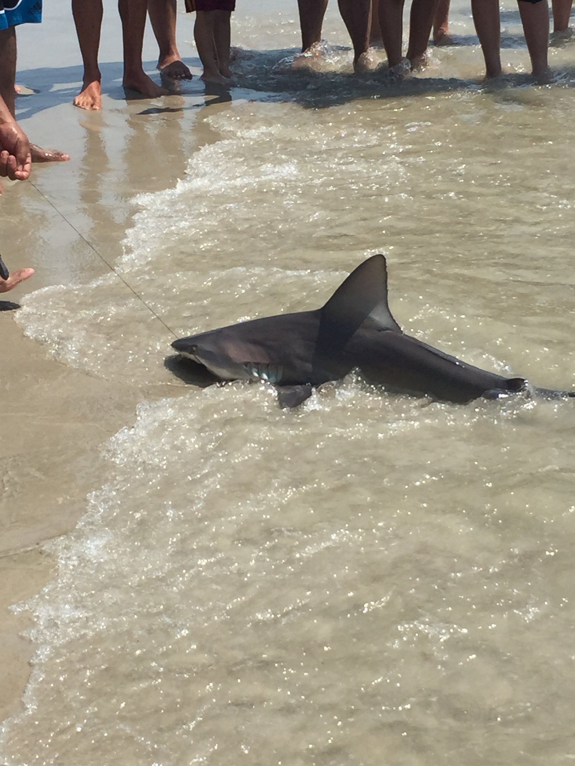 PHOTO: A woman was at Long Beach in New York when she saw a man hook several sharks on Aug. 16, 2015.